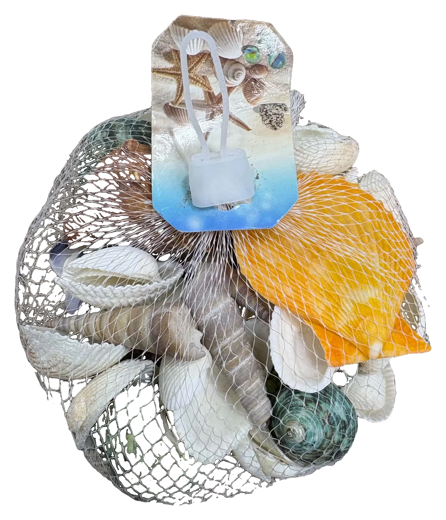 Coquillages décoratifs pour aquarium
